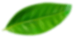 Green leaf